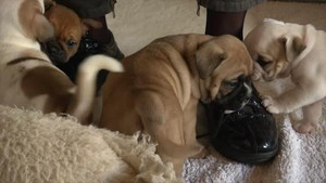 Éleveuse de chiens aux pieds solides